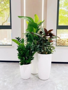 专业海曙绿植出租设计,焕新你的办公空间